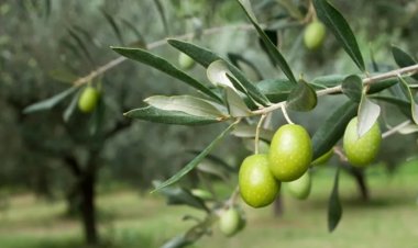 Türkiye’nin “Zeytin Üssü” Yeniden Ayağa Kalkıyor