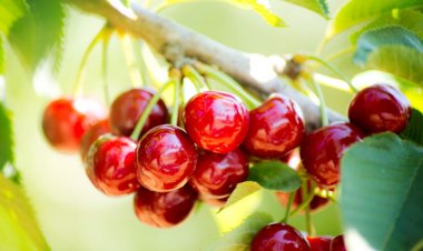 Turkey Aims for $250 Million in Cherry Exports