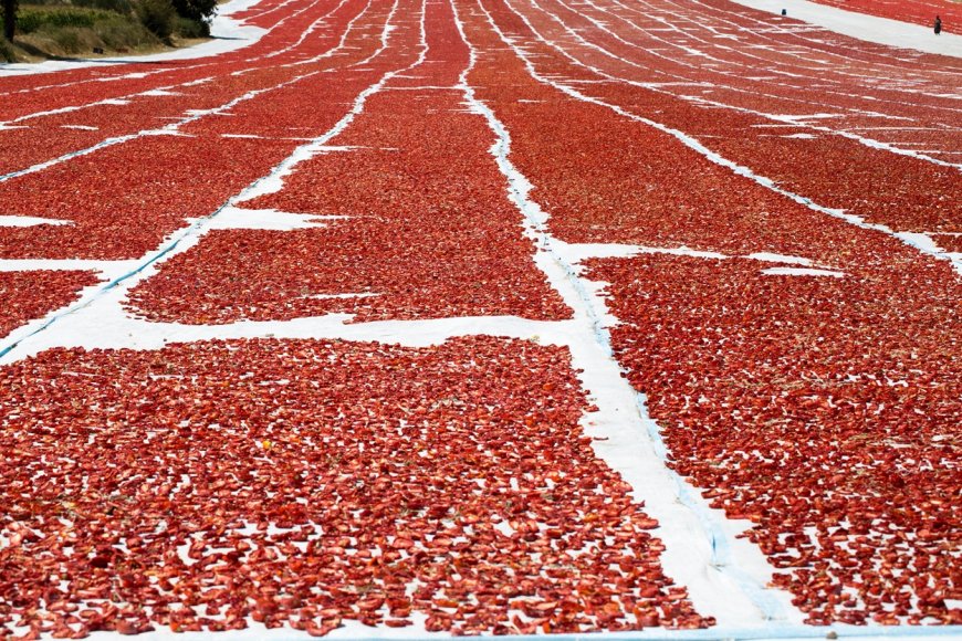 Kuru Domates İhracatı 100 Milyon Doları Aştı: Türkiye Dünya İkincisi Oldu